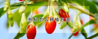 枸杞怎么种植方法,第1图