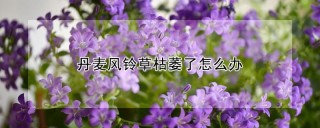 丹麦风铃草枯萎了怎么办,第1图