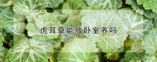 虎耳草能放卧室养吗,第1图