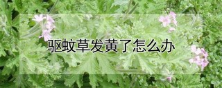 驱蚊草发黄了怎么办,第1图