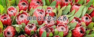 南非公主花怎么养,第1图