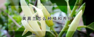 黄葛兰怎么种植和养护,第1图