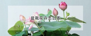 盆栽花卉怎么养,第1图