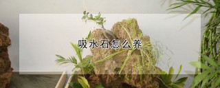 吸水石怎么养,第1图