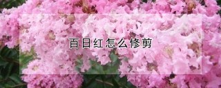 百日红怎么修剪,第1图