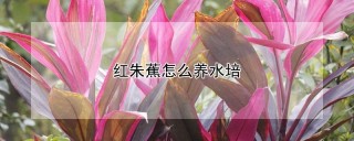 红朱蕉怎么养水培,第1图