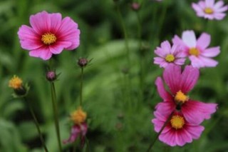 格桑花一年开几次,第2图