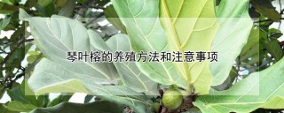 琴叶榕的养殖方法和注意事项,第1图