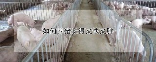 如何养猪长得又快又胖,第1图