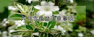 六月雪换盆注意事项,第1图