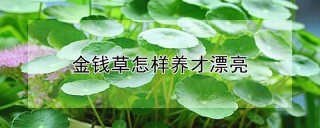 金钱草怎样养才漂亮,第1图