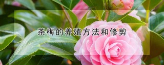 茶梅的养殖方法和修剪,第1图