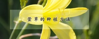 萱草的种植方法,第1图