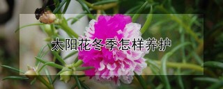 太阳花冬季怎样养护,第1图