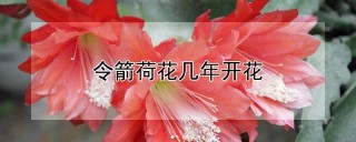 令箭荷花几年开花,第1图