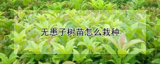 无患子树苗怎么栽种,第1图