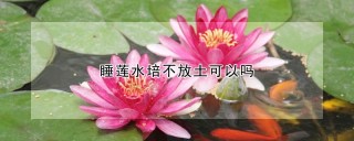 睡莲水培不放土可以吗,第1图