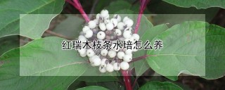 红瑞木枝条水培怎么养,第1图