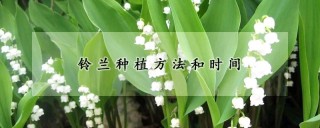 铃兰种植方法和时间,第1图