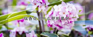 瑞香花用什么肥料最好,第1图