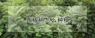 香椿树怎么种植,第1图