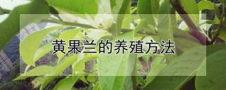 黄果兰的养殖方法,第1图