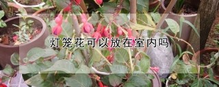 灯笼花可以放在室内吗,第1图