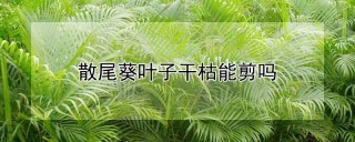 散尾葵叶子干枯能剪吗,第1图