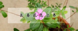 长春花怎么养,第1图