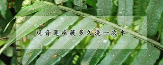 观音莲座蕨多久浇一次水,第1图