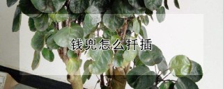 钱兜怎么扦插,第1图