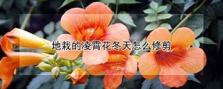 地栽的凌霄花冬天怎么修剪,第1图