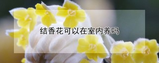 结香花可以在室内养吗,第1图