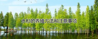 水杉的养殖方法和注意事项,第1图