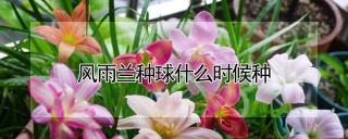 风雨兰种球什么时候种,第1图