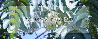 八宝树怎么修剪和造型,第1图