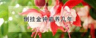 倒挂金钟能养几年,第1图