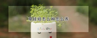 草娃娃怎么种怎么养,第1图