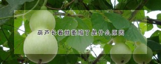 葫芦长着就萎缩了是什么原因,第1图