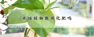 水培植物能用化肥吗,第1图