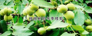 核桃树的冬季修剪,第1图