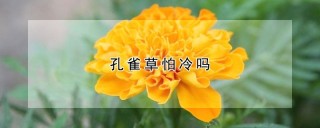 孔雀草怕冷吗,第1图