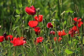 虞美人什么时候开花，花期在每年的3~8月,第1图