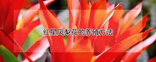 红星凤梨花的养殖方法,第1图