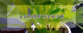 金钻的修剪方法和注意,第1图