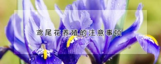 鸢尾花养殖的注意事项,第1图