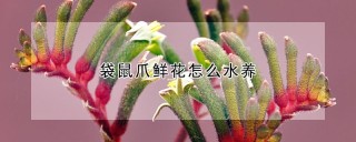 袋鼠爪鲜花怎么水养,第1图