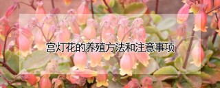 宫灯花的养殖方法和注意事项,第1图