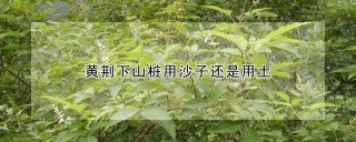 黄荆下山桩用沙子还是用土,第1图