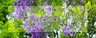 蓝花楹怎么繁殖,第1图